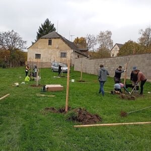 vysadba-v-intravilanu-obcova