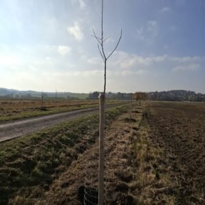 dlouha-alej-puvodnich-ovocnych-odrud-zdobi-cestu-v-obci-mokrouse-den-druhy