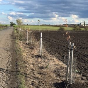 hrabosum-navzdory-dosadba-jerabu-ve-zlonine