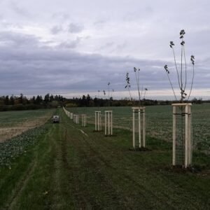 javorova-alej-v-dobrejovicich