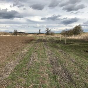 vysadba-stromoradi-u-stolmirskeho-potoka-v-rostoklatech