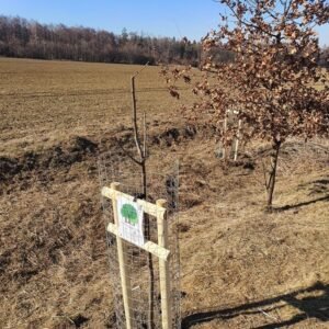 sosnova-zacatek-ovocne-aleje